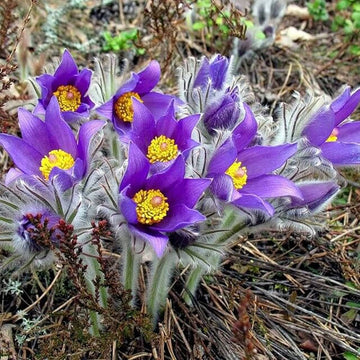 Violet Pulsatilla Flower Seeds for Planting, 100 pcs