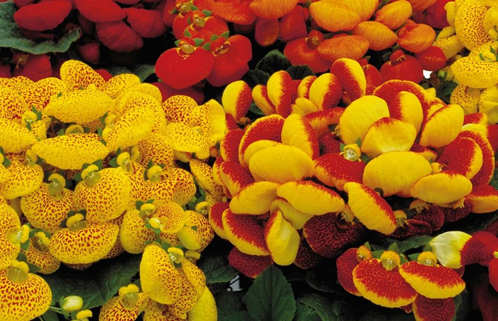 Calceolaria Flower Seeds for Planting, 100 pcs for planting in your garden.