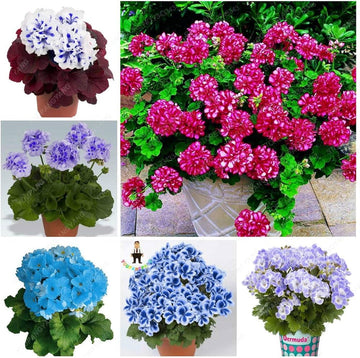 Mixed Perennial Geranium Heirloom Non-GMO Seeds for Planting