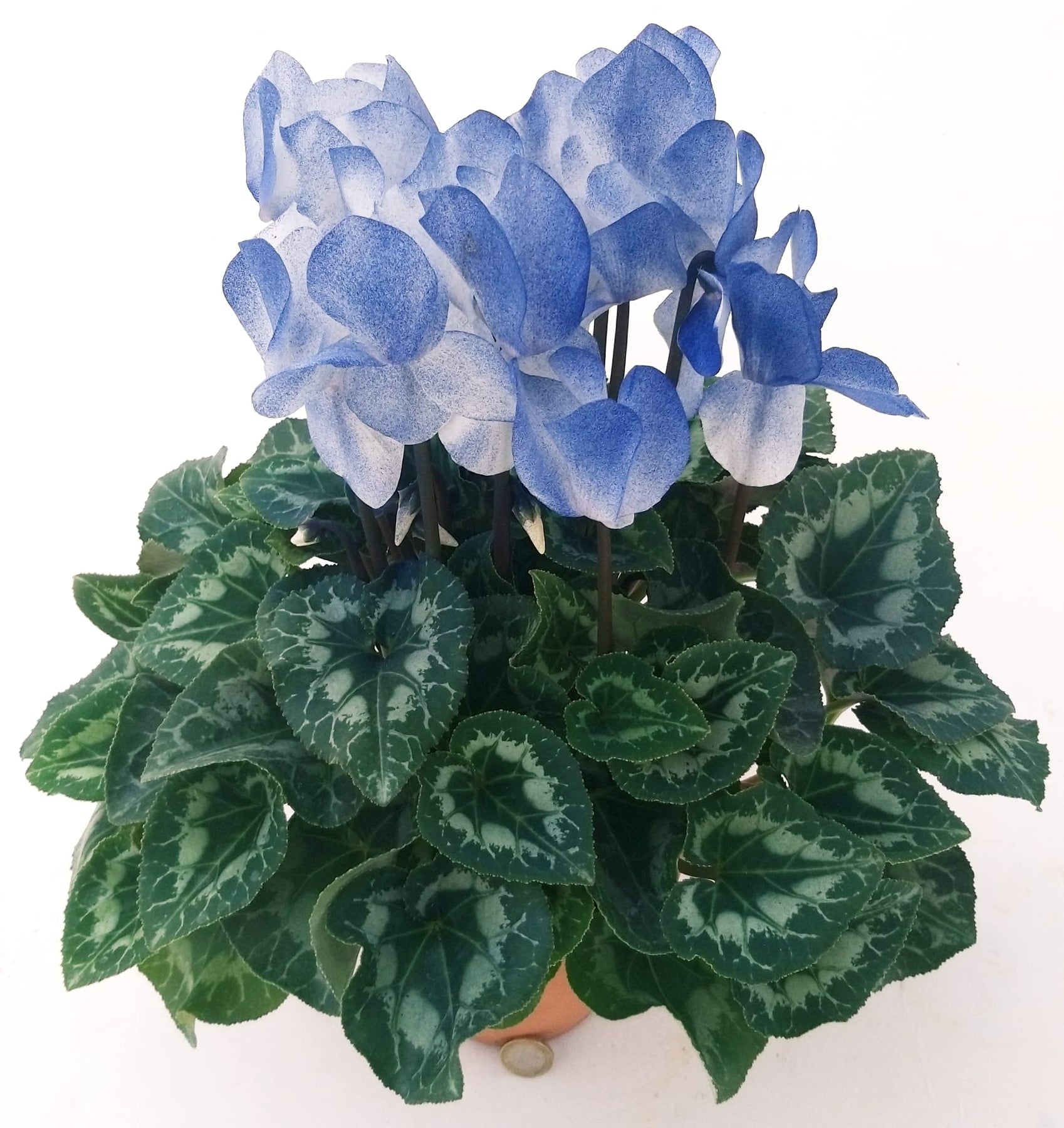 Blue White Cyclamen Flower Seeds for Planting - NON GMO Seeds- 100 pcs - White for planting in home garden