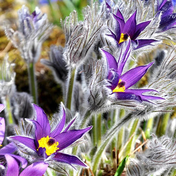 Violet Pulsatilla Flower Seeds for Planting, 100 pcs