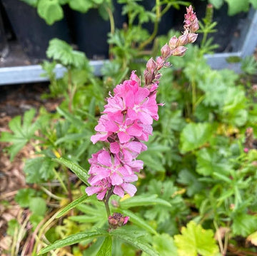 Pink Checkerbloom Flower Seeds for Colorful Gardens - 100 Pcs pcs