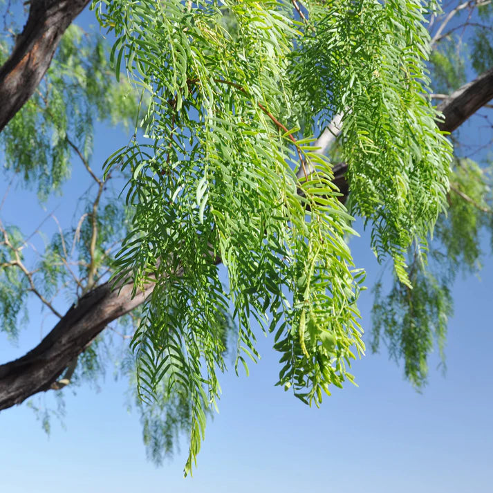 Prosopis Glandulosa Herb Seeds
