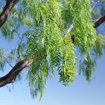 Prosopis Glandulosa Herb Seeds