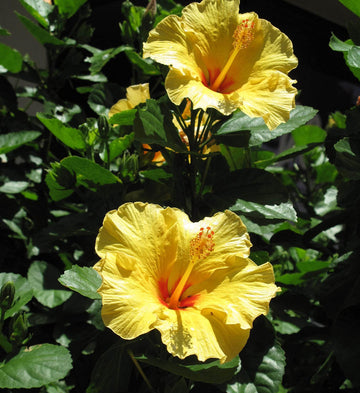 Heirloom Non-GMO Hibiscus Flower Seeds for Planting – Exotic Vibrant Blooms