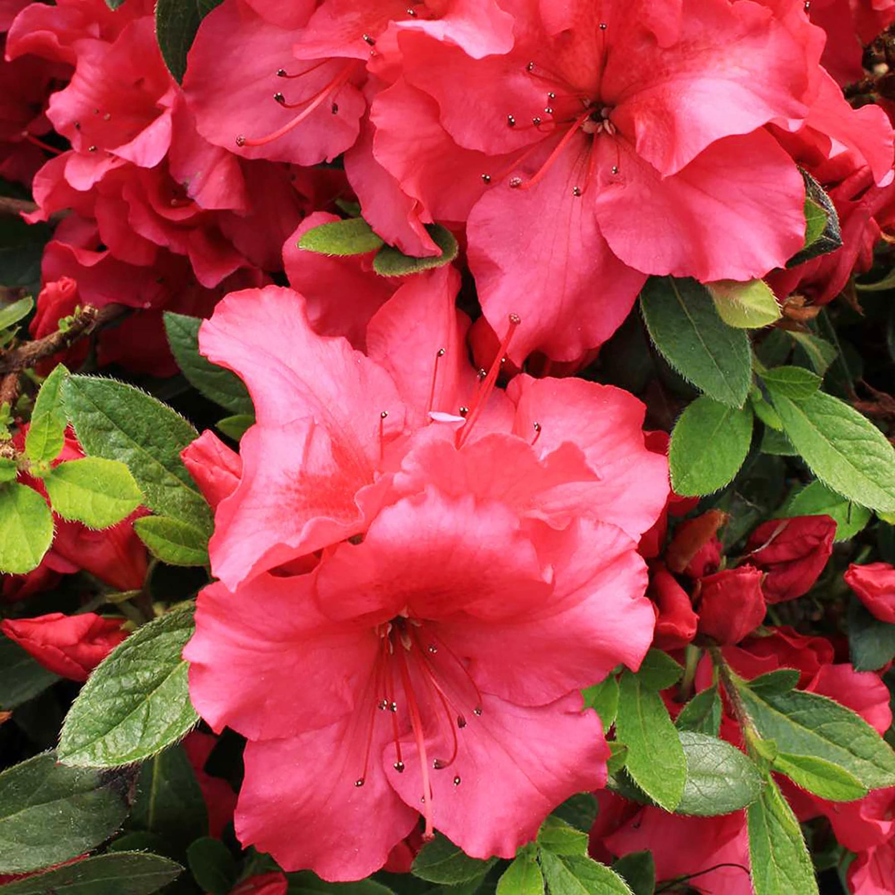 Heirloom Red Azalea Rhododendron Flower Seeds for Planting â€“ Non-GMO Garden Seeds for planting in home garden