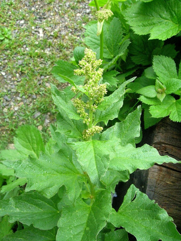 King Henry Plant Seeds for Planting - 100 pcs