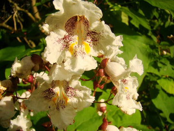 Heirloom Non-GMO Catalpa Flower Seeds – Ornamental Shade Tree with Fragrant Blooms