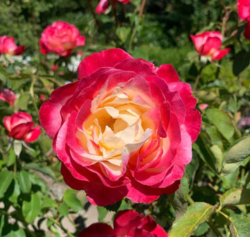 Pink and Yellow Rose Plant Seeds Non-GMO Heirloom Garden Seeds for Planting and Growing