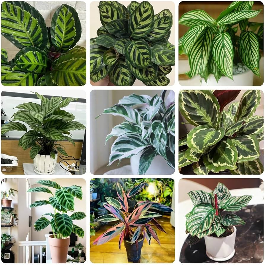 Mixed Calathea Plant Seeds for Planting - Heirloom & Non-GMO Seeds for planting in your garden.