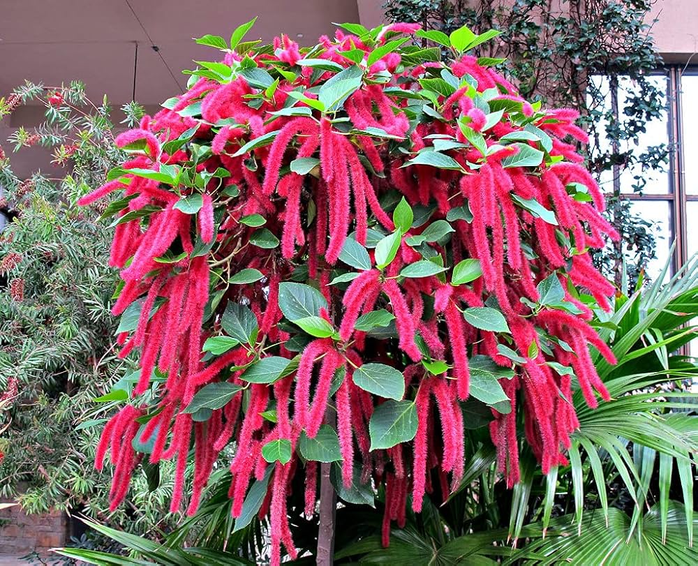 Pink Acalypha Chenille Plant Seeds for Planting - NON GMO Seeds for planting in your garden.