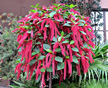 Pink Acalypha Chenille Plant Seeds for Planting - NON GMO Seeds