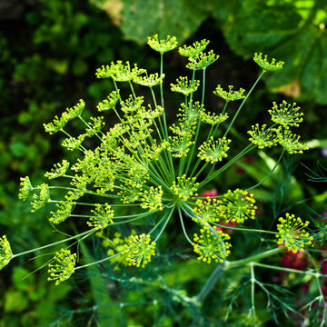 Heirloom Non-GMO Anethum Graveolens Seeds for Planting ƒ?? Aromatic Green Dill Herb for Culinary and Medicinal Use