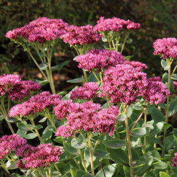 Sedum Emperors Flower Seeds for Planting - NON GMO Seeds