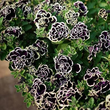 Petunia Merlin Morn Pink Seeds for Planting - Heirloom, NON-GMO Flower Seeds - Vibrant Pink Blooms