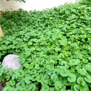 Dichondra Repens Herb Seeds
