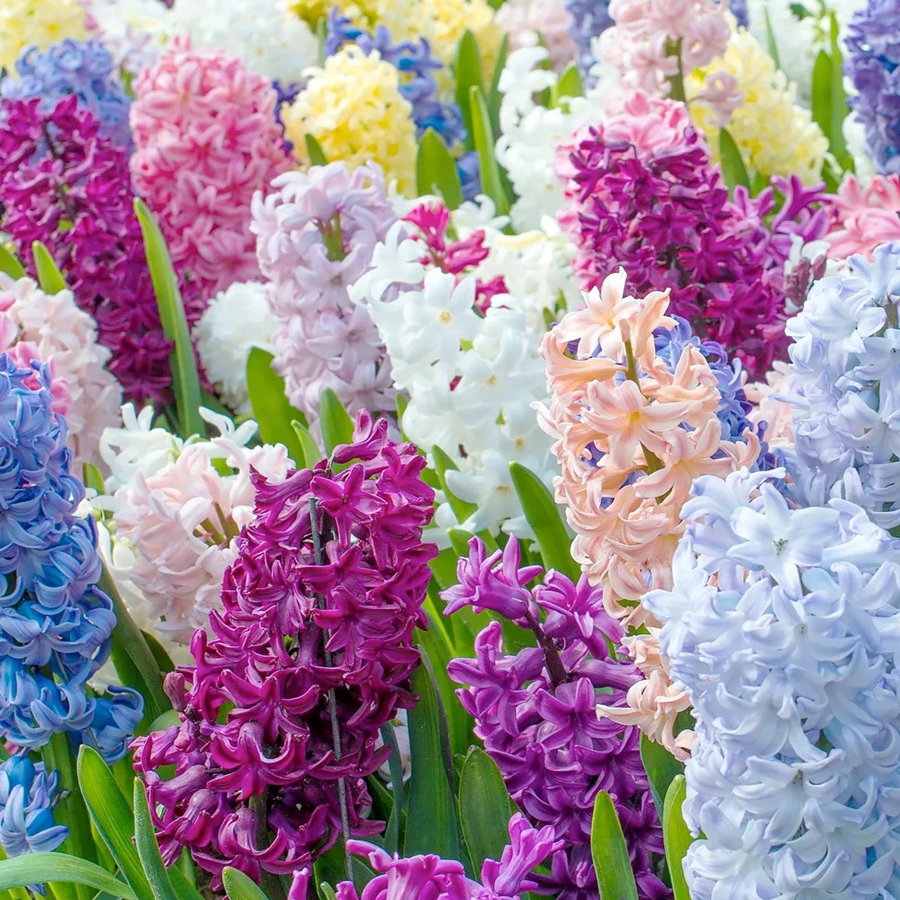 Multi-Colour Hyacinthus Orientalis Seeds for Planting - NON GMO Seeds for planting in home garden