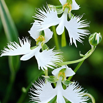 Orchid Flower Seeds Heirloom Non GMO Planting - 100 pcs
