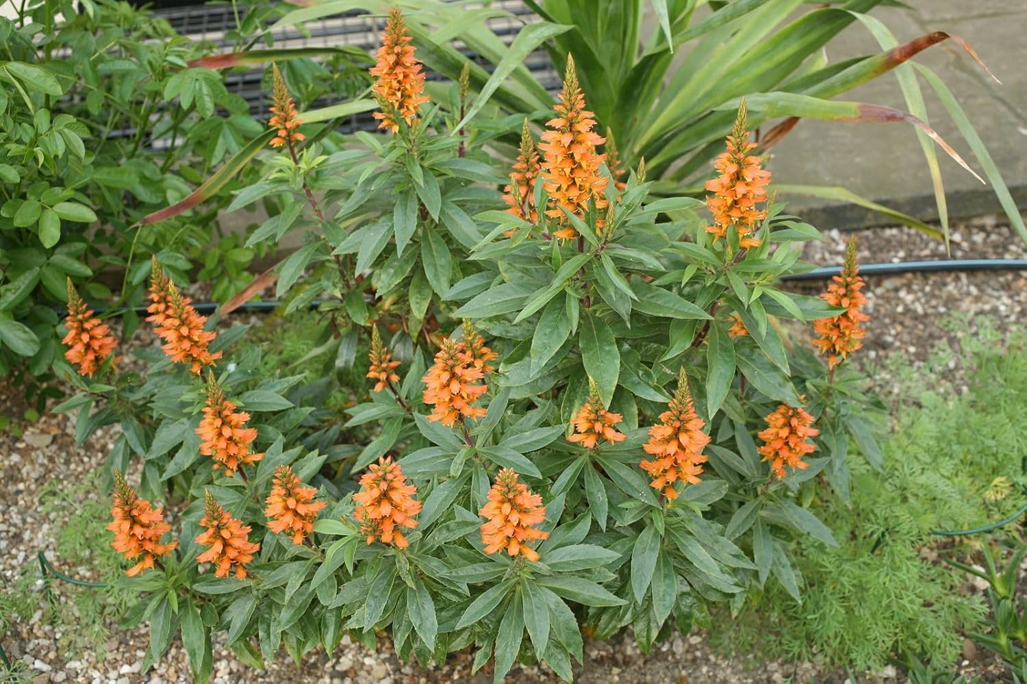 Isabelliana Flower Seeds for Planting, Heirloom, Non-GMO, 100 pcs for planting in home garden