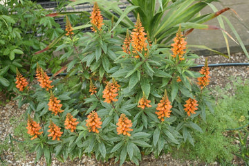 Isabelliana Flower Seeds for Planting, Heirloom, Non-GMO, 100 pcs