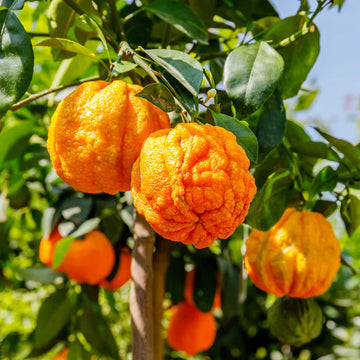 Bitter Orange Fruit Seeds