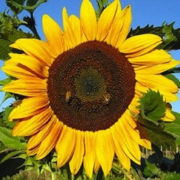 Sunzilla Sunflower Seeds â€“ Heirloom, Non-GMO Giant Sunflower Seeds for Planting Gardens