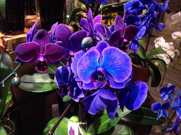 Organic Blue-Purple Phalaenopsis Orchid Seeds for Planting – Heirloom, Non-GMO Seeds