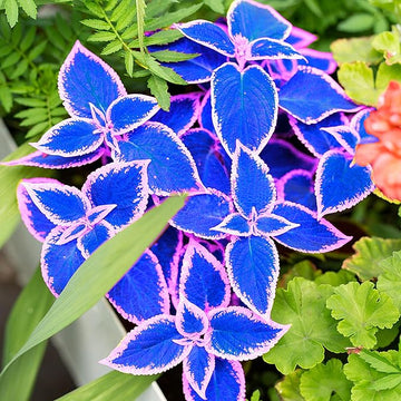 Blue-White Coleus Herb Seeds