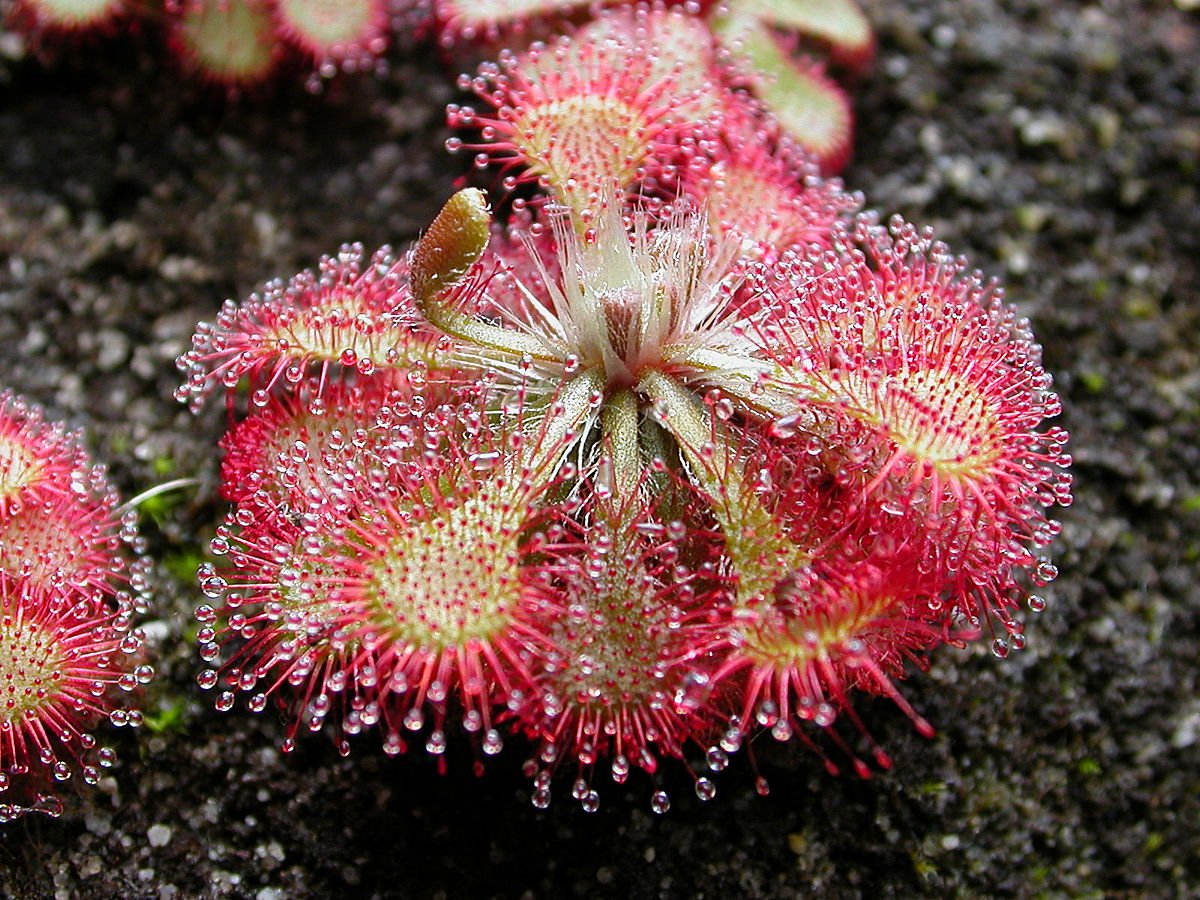 Heirloom Non-GMO Pink Drosera Sundew Flower Seeds for Garden Planting ƒ?? Unique Carnivorous Blooms for planting in your garden.