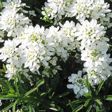 Heirloom White Candytuft Snow Flower Seeds, Non-GMO Ground Cover Blooms for Planting