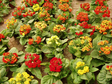 Calceolaria Zapatilla Flower Seeds for Planting, NON GMO Seeds
