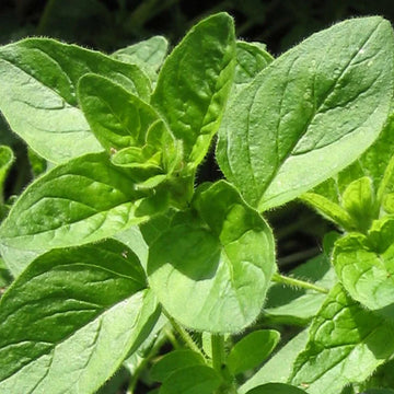Origanium Vulgare Herb Seeds