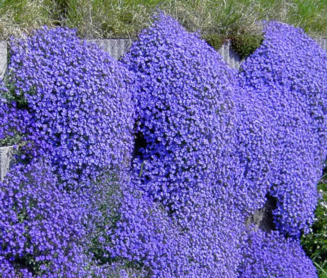 Aubrieta Plant Seeds Blue for Planting ƒ?? Heirloom, Non-GMO, Organic for planting in your garden.