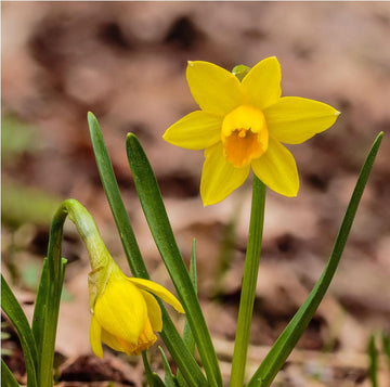 Narzissen Flower Seeds for Planting - 100 pcs