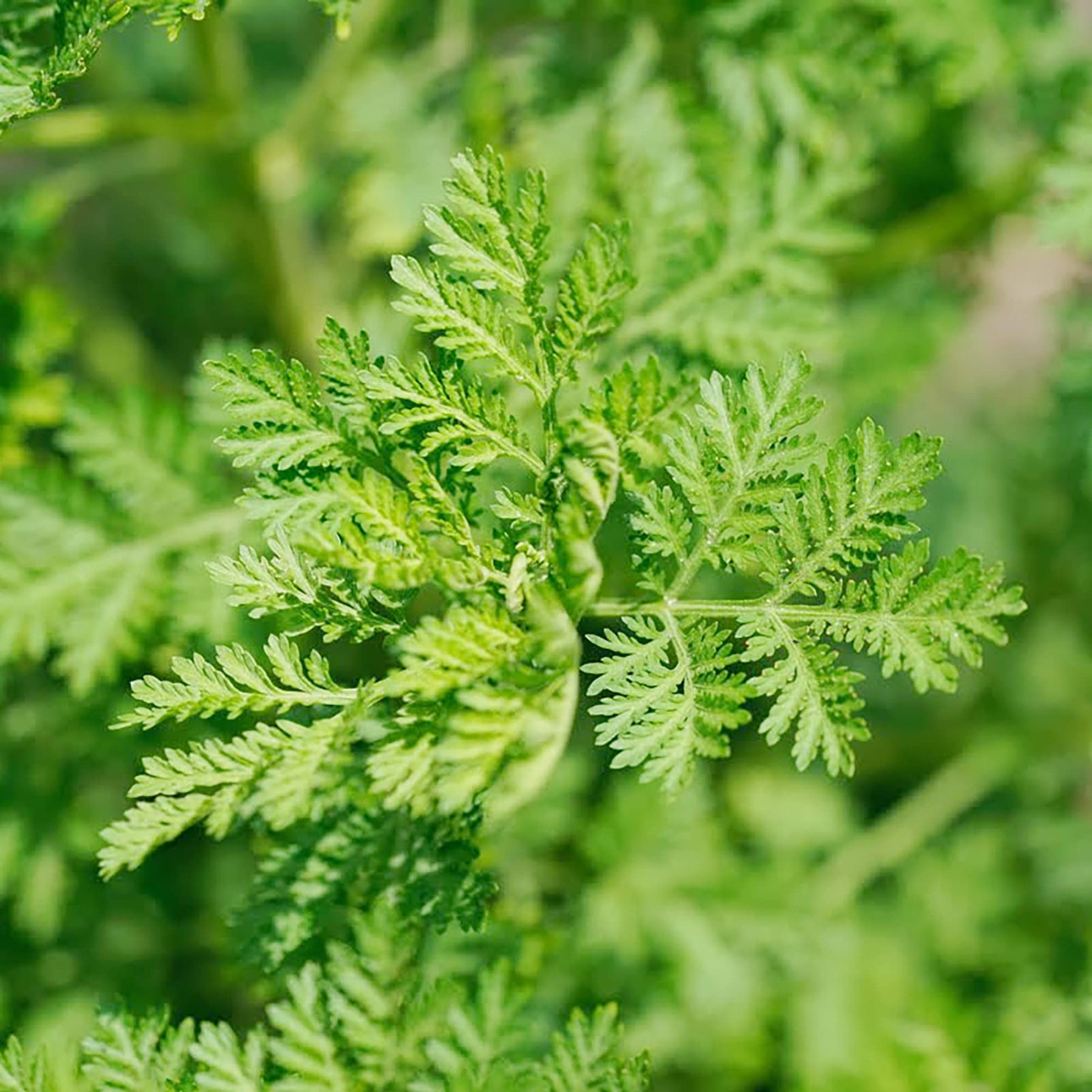 Green Annie Seeds Scientific Name Placeholder for planting in home garden