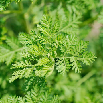 Green Annie Seeds – Hardy Herb Plant-Heirloom & Non-GMO Seeds for planting – Fresh Herb for Your Garden