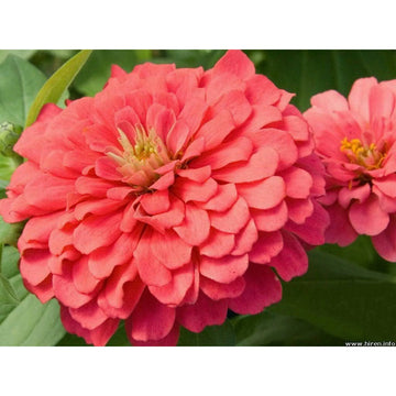 Zinnia Salmon Queen Flower Seeds for Planting – Bright Blooms, Non-GMO, Heirloom Seeds
