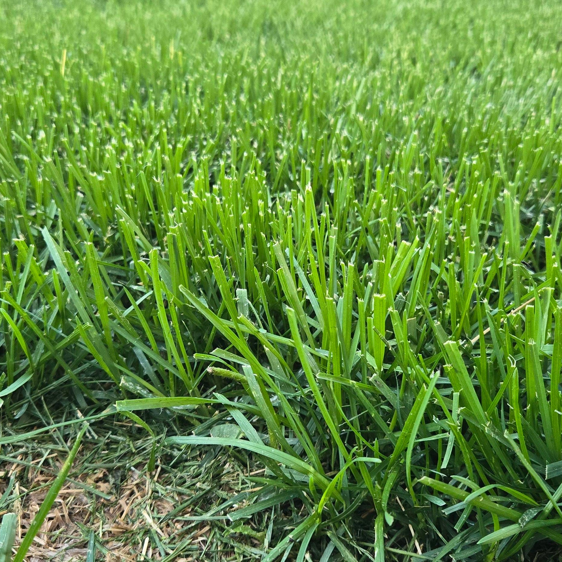 Alberta Buffalo Grass (Bouteloua dactyloides) – Drought-Tolerant, Low-Maintenance Lawn Solution