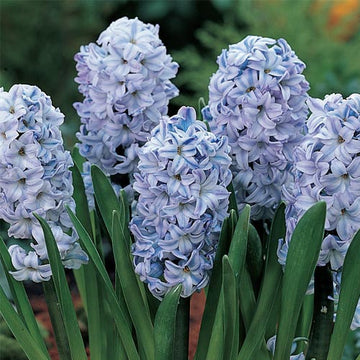 Hyacinthus Orientalis Flower S for Planting NON GMO Seeds