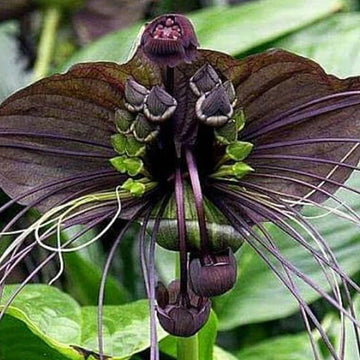 Black Tacca Chantrieri Plant Seeds – Heirloom Non-GMO Bat Flower Seeds for Exotic Tropical Gardens
