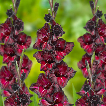 Heirloom Non-GMO Gladiolus Flower Seeds for Planting – Tall Vibrant Garden Blooms from Bulbs
