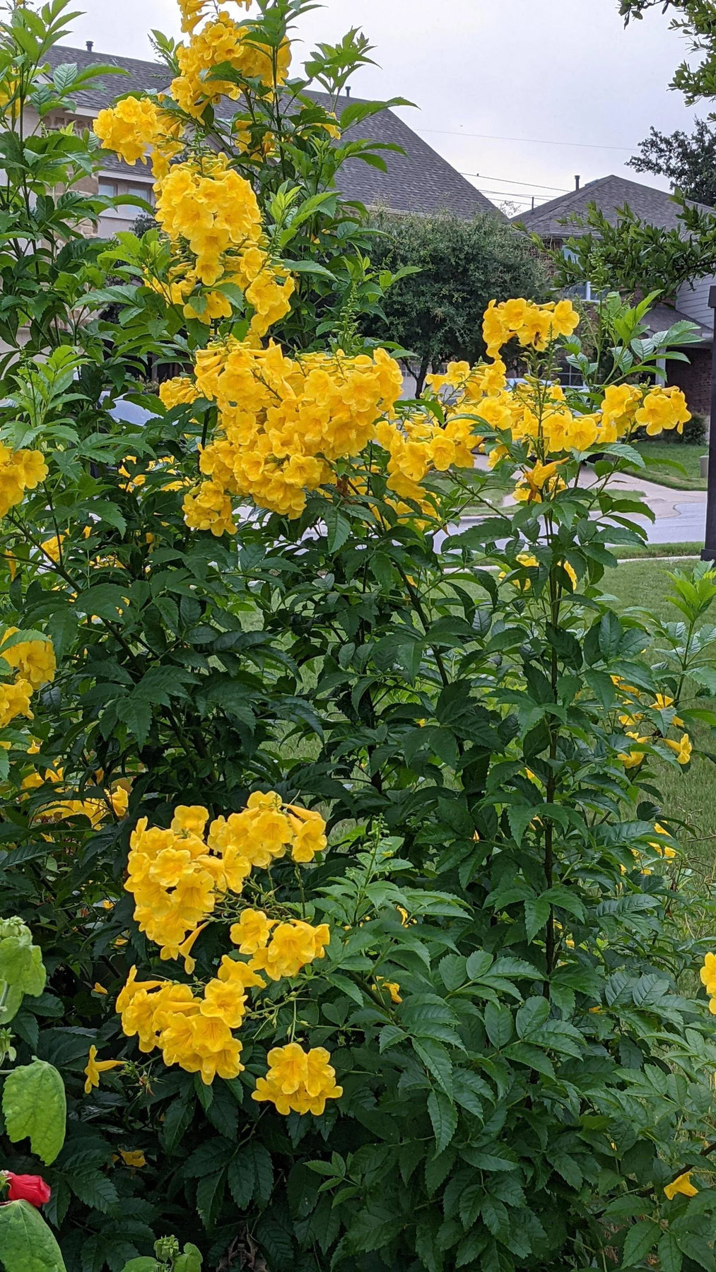 Esperanza Plant Seeds for Planting - NON GMO Seeds for planting in home garden