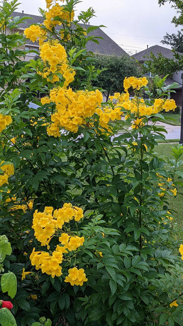 Esperanza Plant Seeds for Planting - NON GMO Seeds