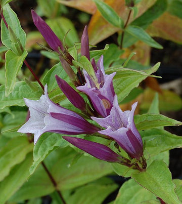 Lavender Gentiana Asclepiadea Seeds for Planting - NON GMO Seeds
