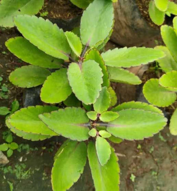 Bryophyllum Pinnatum Plant Seeds for Planting â€“ NON GMO Seeds