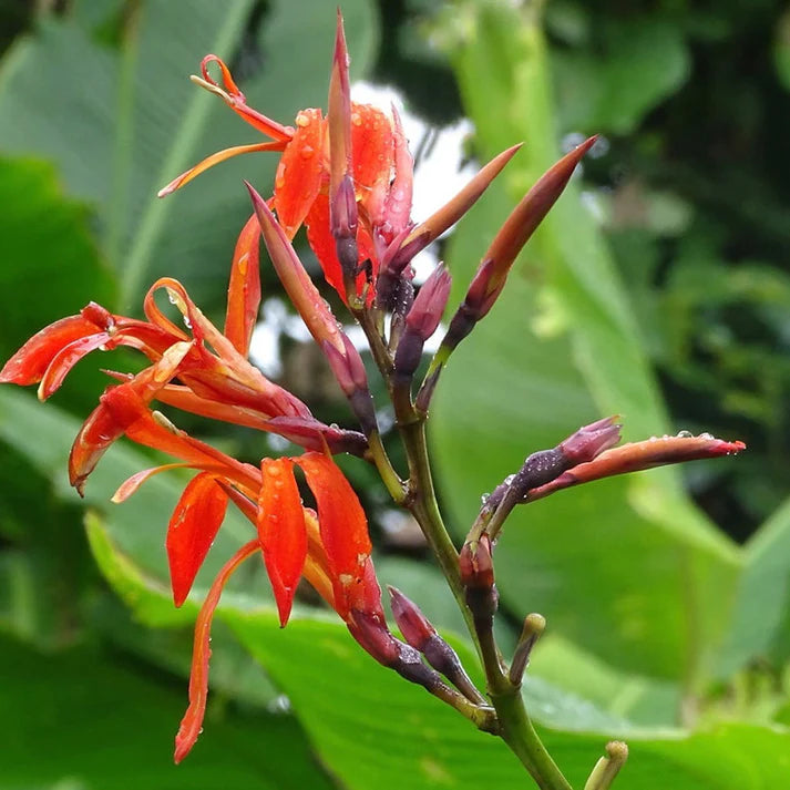 Canna Tuerckheimii Herb Seeds