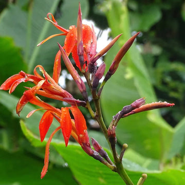 Canna Tuerckheimii Herb Seeds