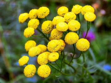 Heirloom Tansy Flower Seeds – Non-GMO Seeds for Medicinal and Ornamental Garden Planting