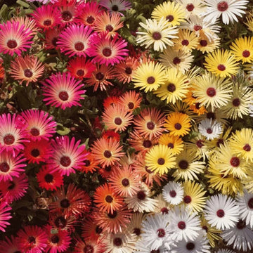 Mischfarbe Flower Seeds for Planting, NON GMO Seeds