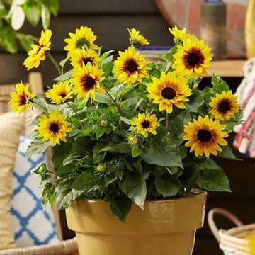 Heirloom Non-GMO Sunflower Bonsai Flower Seeds for Planting – Miniature Decorative Garden Blooms